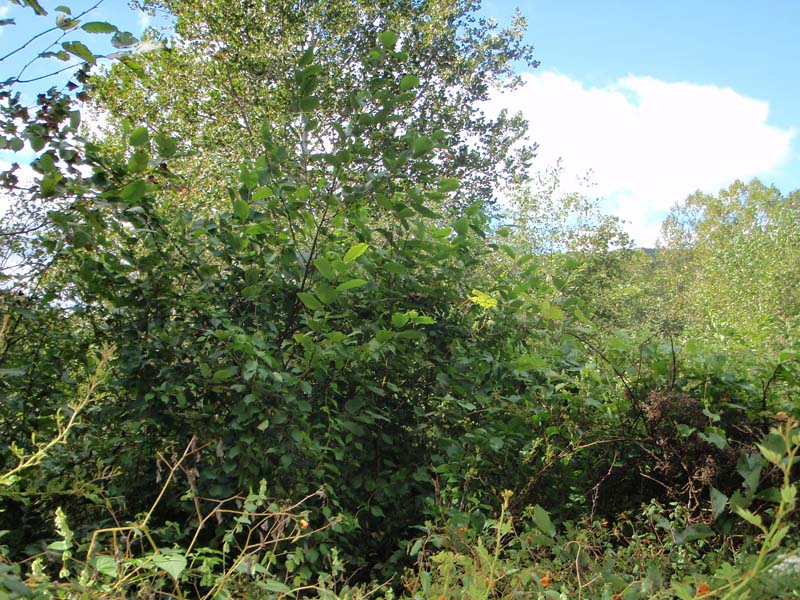 Alder Dogwood Floodplain Thicket summary Pennsylvania Natural